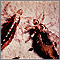 Cuerpo y heces del piojo de cuerpo (Pediculus humanus)