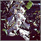 Digital (Digitalis purpurea)