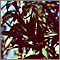Adelfa (Nerium oleander)