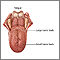 Lengua