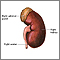 Anatomía del riñón