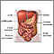 Organos abdominales