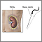 Biopsia renal