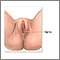 Anatomía perineal femenina