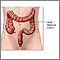Anatomía del intestino delgado