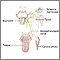 Neuralgia glosofaríngea