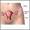 Anatomía reproductora femenina