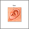 Pabellón auricular de un recién nacido