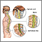Anatomía de la columna vertebral