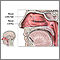 Anatomía nasal