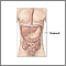 Anatomía abdominal normal