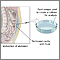 Cultivo peritoneal