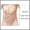 Lombrices intestinales