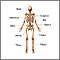 Esqueleto (vista posterior)