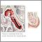 Muestra de tejido del intestino delgado