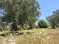 Olivos del Salento