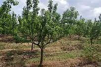 Huerto con perales en Sirkovo, North Macedonia