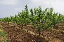Huerto con duraznos en Sirkovo, North Macedonia