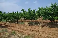 Huerto con cerezos en Sirkovo, North Macedonia