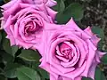 Rosa 'Shozo' (syn. 'Purple Cloud'), 1984. Kitaharima rose garden park.