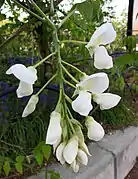Wisteria brachybotrys