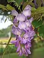 Wisteria china