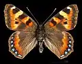 Aglais ladakensis