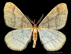 ♂