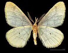 ♂  △
