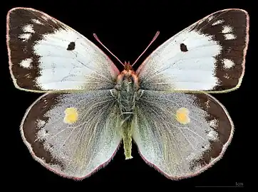 Colias croceus f. helice ♀