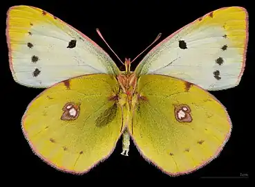Colias croceus f. helice ♀ △