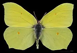 Gonepteryx rhamni ♂