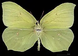 Gonepteryx rhamni ♂  △