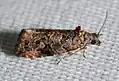 Endothenia hebesana