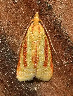 Sparganothis tristriata