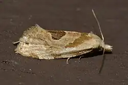Aethes promptana