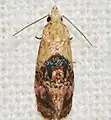 Cochylis bunteana