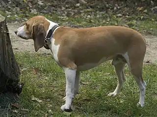 Pequeño sabueso de Suiza