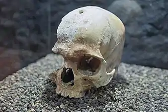 Cráneo aborigen.