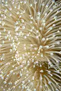 Detalle de coral blando.