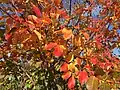 Follaje de otoño