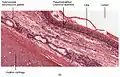 Segunda sección transversal de epitelio columnar pseudoestratificado