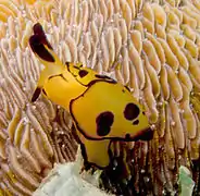 Berthella martensi