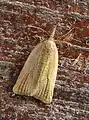 Sparganothis pilleriana