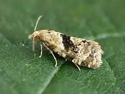 Phalonidia manniana