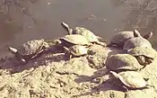 Nueve tortugas al lado del Pool