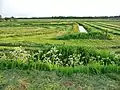 Paisaje agrícola de Hooghalen