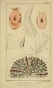 Berthella plumula