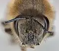 Detalle de la cabeza de un Colletes daviesanus.