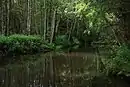 A Marronda